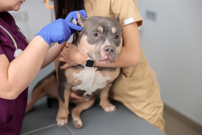 หากเป็นสุนัขหูยาวที่มีอาการคันบริเวณหูบ่อย ๆ ให้เลือกแบบที่มีสารยับยั้งการเจริญเติบโตของเชื้อโรคเพิ่มเติมเข้าไปด้วย