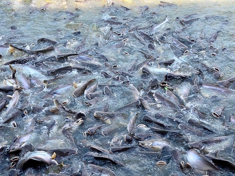 หลีกเลี่ยงขนาดเม็ดอาหารที่ไม่ตรงกับขนาดตัวปลาดุก