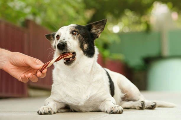 เลือกขนมสุนัขประเภท Meat Stick เพราะเนื้อนิ่มเคี้ยวง่ายและมีกลูโคซามีนและคอนดรอยตินเพื่อบำรุงข้อ สำหรับสุนัขสูงอายุ (อายุ 7 ปีขึ้นไป)