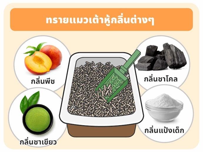 เลือกทรายแมวเต้าหู้ตามกลิ่นที่แมวคุ้นเคย