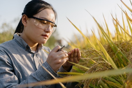 เลือกน้ำมันรำข้าวที่มีฉลาก Non-GMOs หรือเป็นสูตรออร์แกนิคเพื่อความปลอดภัยต่อสุขภาพในระยะยาว