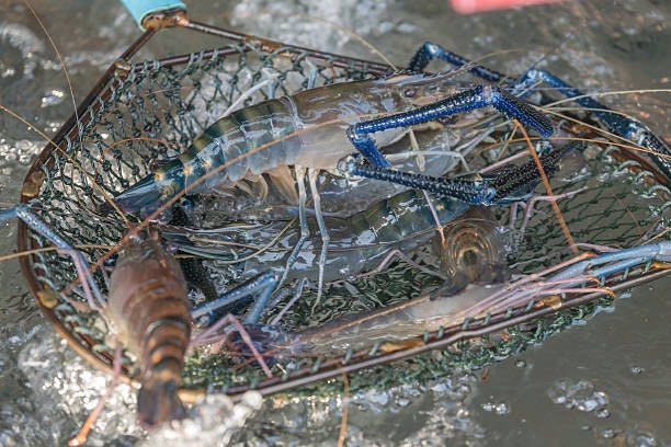 สำหรับกุ้งน้ำจืด เลือกที่ปริมาณโปรตีนสูงประมาณ 43% ของอาหารทั้งหมด เน้นโตเร็ว ขายทำกำไรได้เร็ว