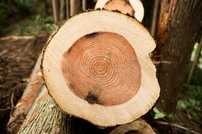 ไม้จริง (Wood)