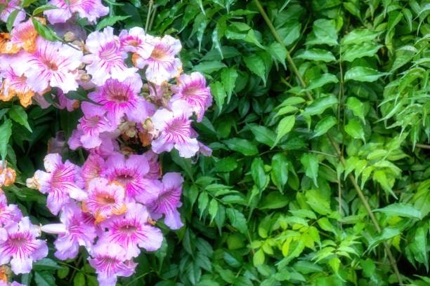 ต้นทองอุไรแฮปปี้เนส สีชมพู (Pink Trumpet Vine)