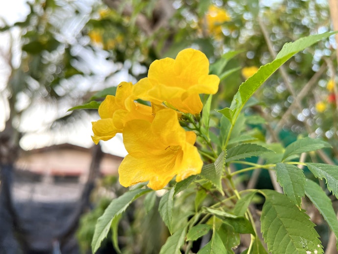 ต้นทองอุไร สีเหลือง (Tecoma Stans)