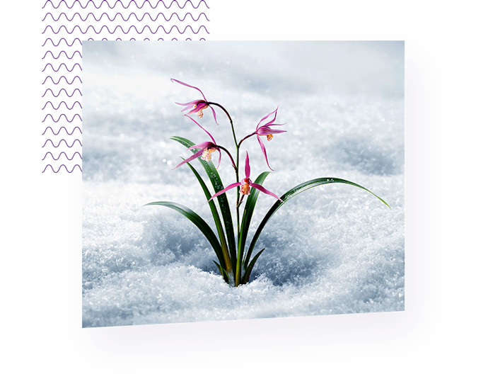 คนมีริ้วรอยให้เลือก Jeju Orchid