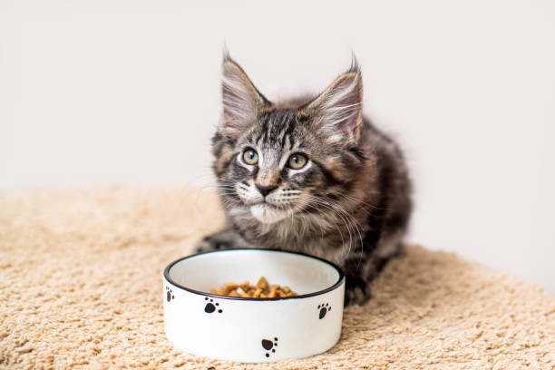 ลูกแมว เลือกอาหารแมวรอยัลคานินสูตร Kitten โดยเฉพาะ