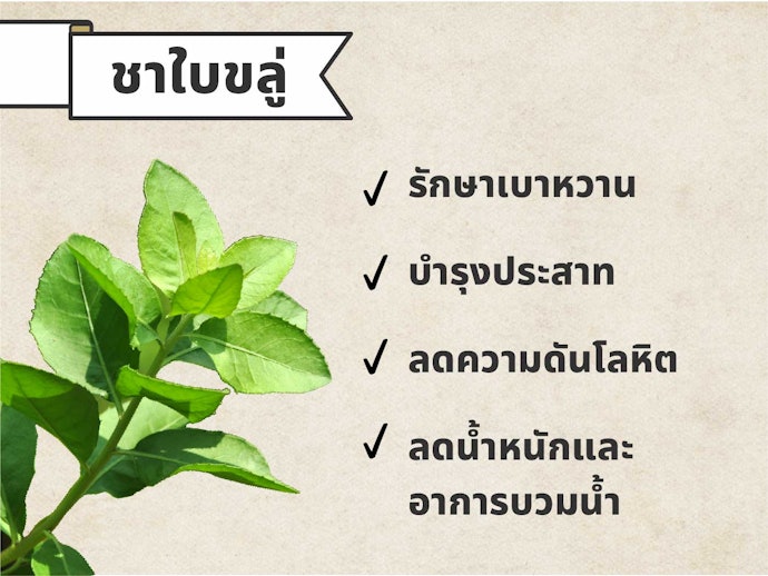 ชาใบขลู่: ลดเบาหวาน ความดันโลหิตสูง