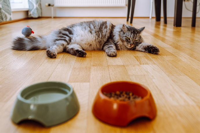 เลือกอาหารแมวสูตรควบคุมก้อนขนหรือ Hairball เพื่อลดปัญหาลำไส้อุดตัน