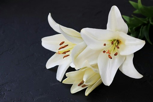 White Lily
