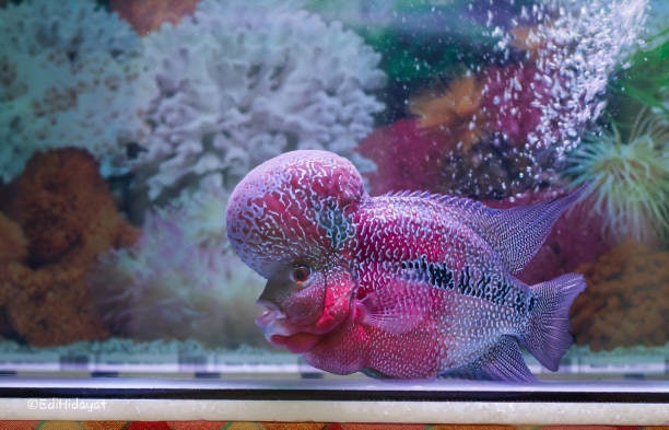 เลือกอาหารที่มีส่วนผสมของแอสตาแซนธิน สาหร่ายสไปรูลิน่า เพราะช่วยเร่งสี