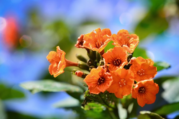 ต้นทองอุไรสายพันธุ์ใหม่ สีส้ม (Tecoma ‘Orange Jubilee’)