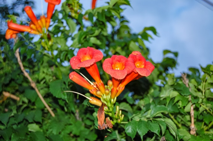 ต้นทองอุไรเรดฮอต สีแดง (Tecoma ‘Red Hot’)