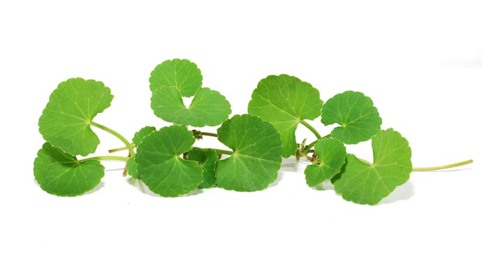 Centella Asiatica Extract : ปลอบประโลมผิวจากการอักเสบสำหรับผิวอ่อนแอ