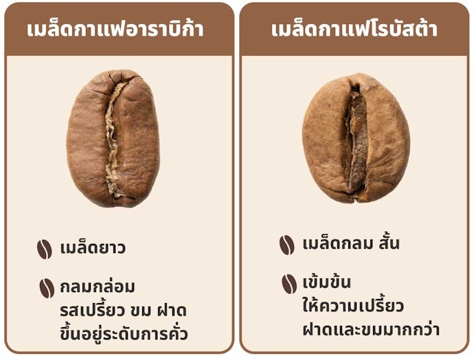 เลือกสายพันธุ์ของเมล็ดกาแฟได้ตามรสชาติและบอดี้ที่ชอบ